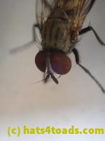 /home//u458753944/public_html/sourcegallery////////////////Insects and small critters/flies (Diptera)/P4250164.JPG